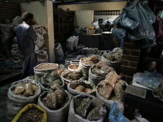 Traditional healer in Newlands East