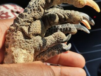Remove Black Magic and Witchcraft in Mississippi