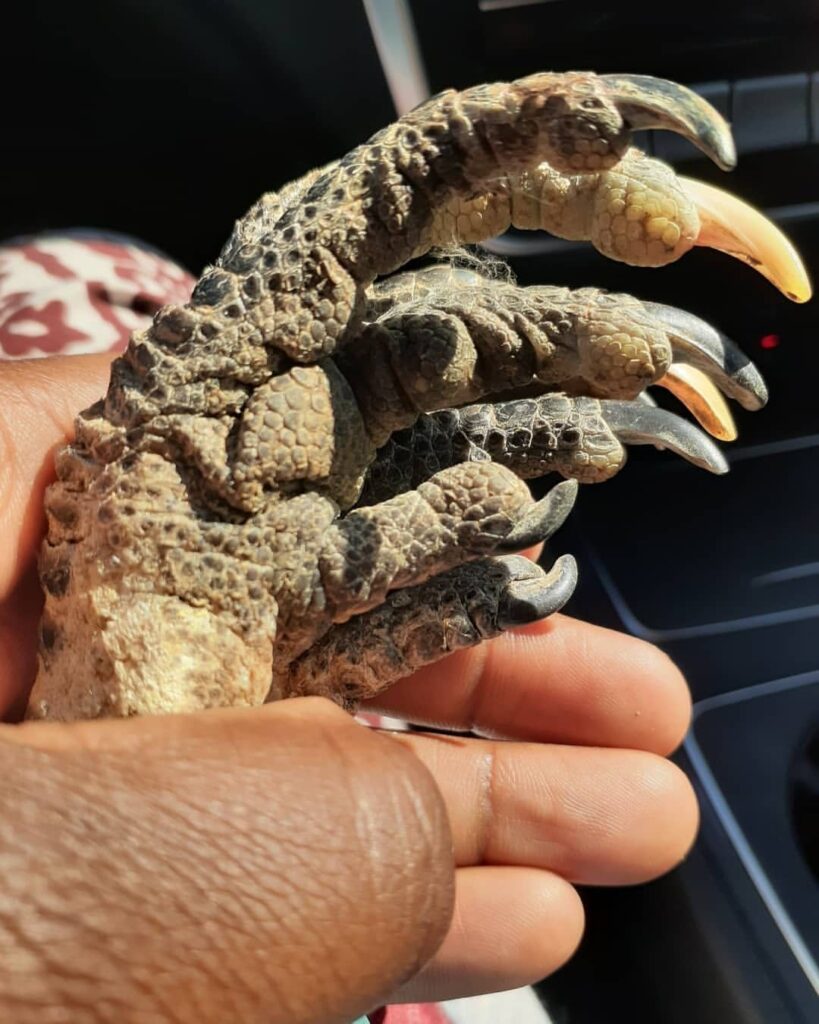TRADITIONAL HEALER IN CAPE TOWN