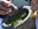 TRADITIONAL HEALER IN JOHANNESBURG
